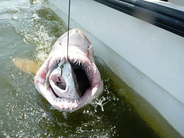 Shark Caught Eating Another Shark