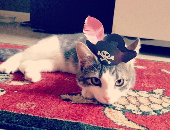 Cute 3-Legged Kitten Wearing Paper Hats