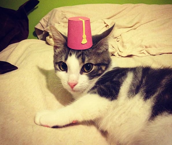 Cats-in-paper-hats-4