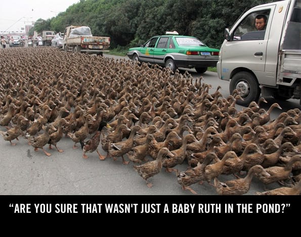 caption-this-ducks-winner
