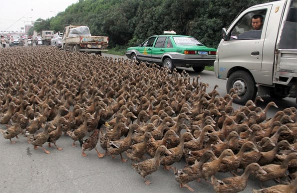 Caption This: Ducks! [Closed]