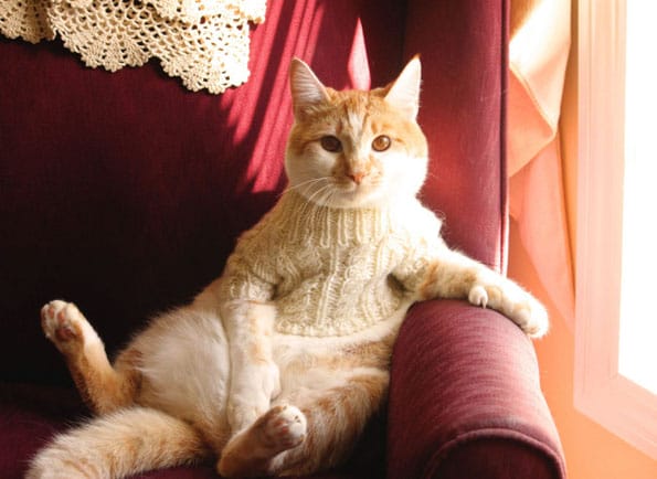 cats-in-sweaters-2