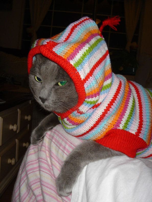 cats-in-sweaters-6