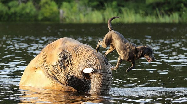 Best Friends Elephant and Dog play fetch in the river.