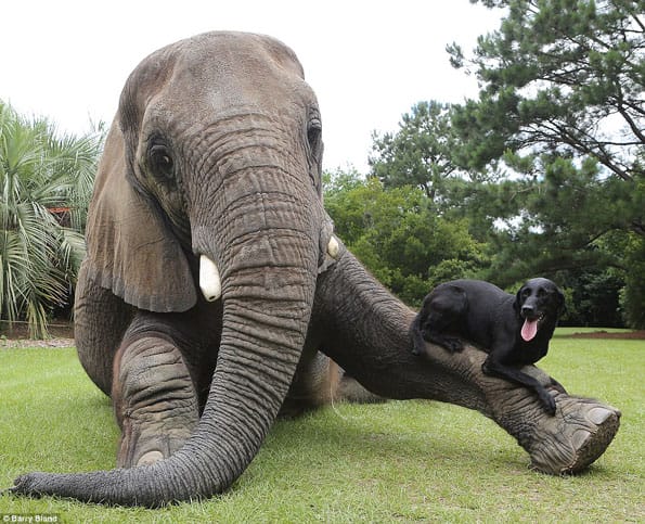 dog-elephant-best-friends-6