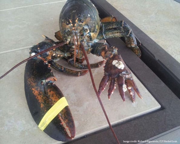 The 6-Clawed Lobster