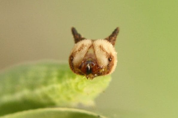hello-kitty-face-caterpillar-2