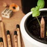 Sprout Seed Pencils