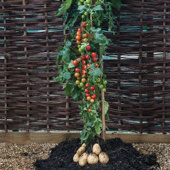 Plant Grows Tomatoes AND Potatoes