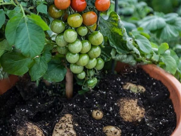 tomato-potato-plants