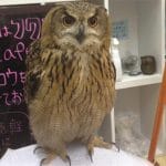 Owl Cafes Are Like Cat Cafes for Harry Potter Fans