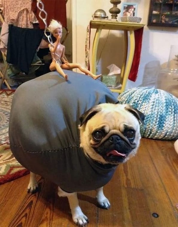 Wrecking-Ball-Pug-Costume-2