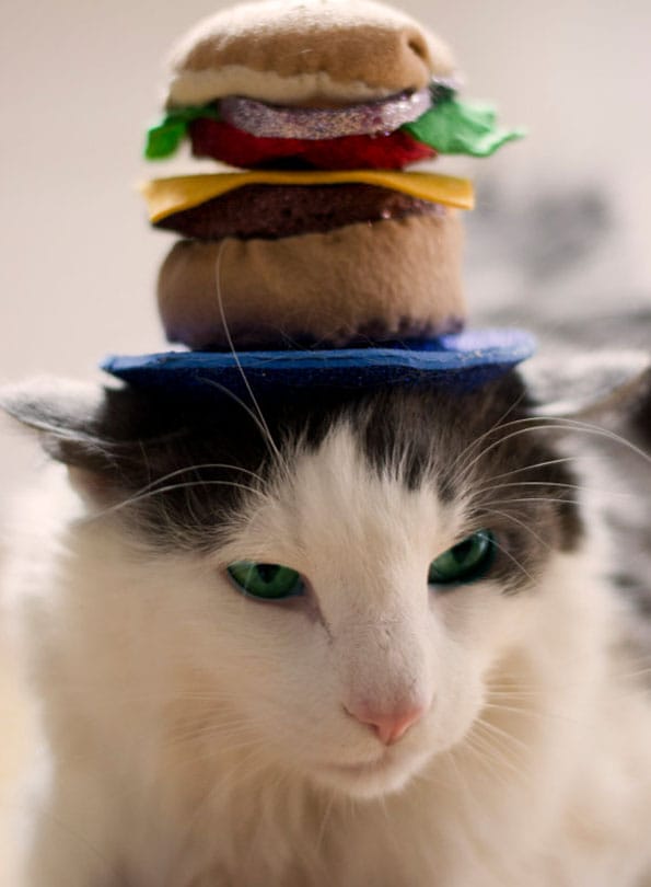 cat-hats-notsokitty-9