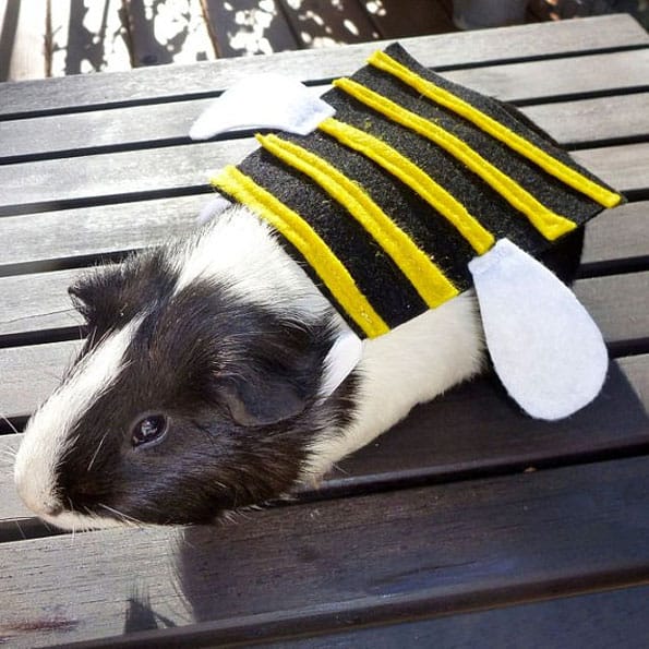 guinea-pig-costumes-1