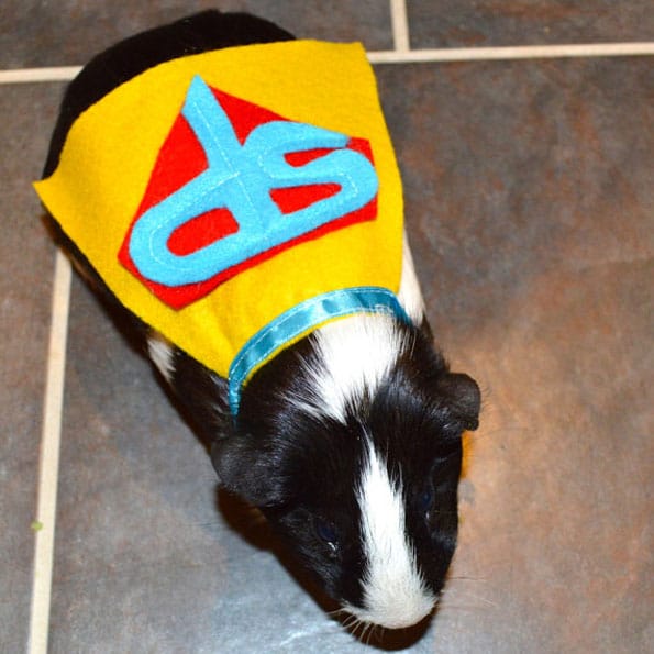 guinea-pig-costumes-6