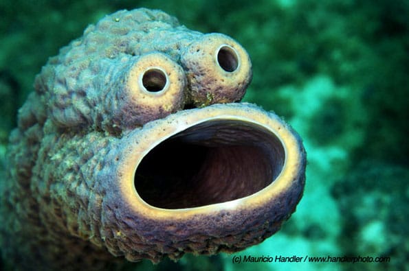 Sea Sponge Looks Like Cookie Monster