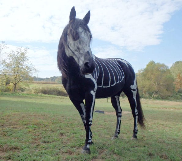skeleton-horse-2