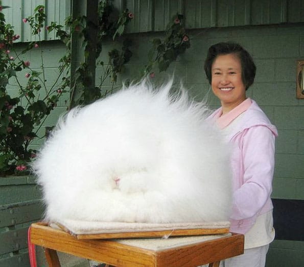 World's Fluffiest Bunny
