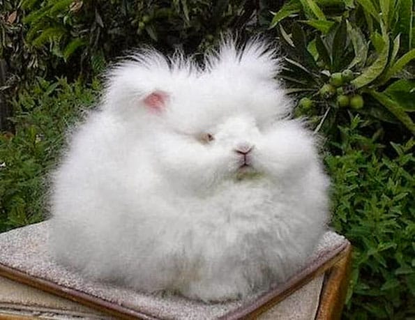 worlds-fluffiest-bunny-3