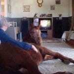 Caption This: Horse Watching TV [Closed]