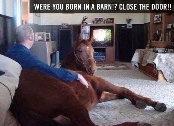 caption-this-horse-winner