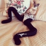 Cats Wearing Tights is a Thing Now