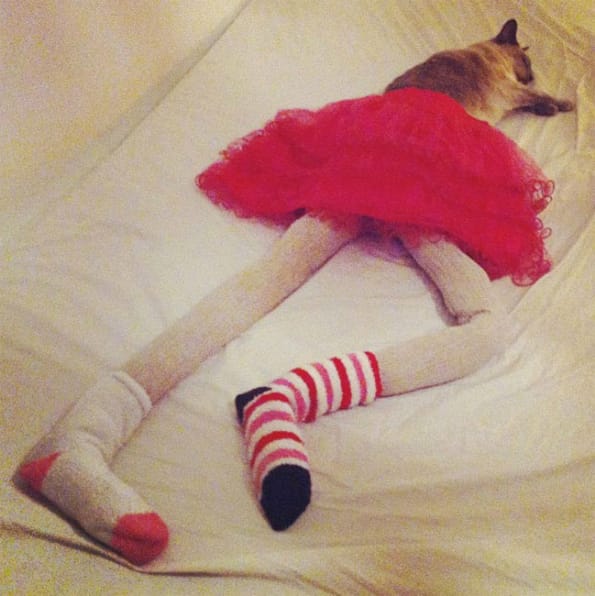 cats-wearing-tights-5