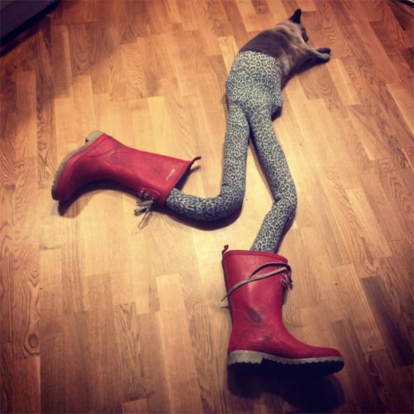 cats-wearing-tights-6