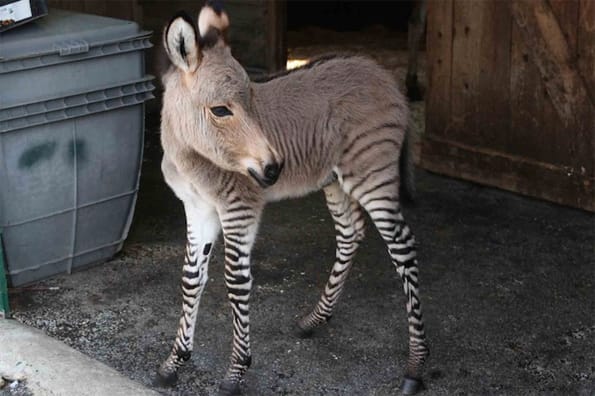 Half Zebra-Half Donkey Is 100% Adorable