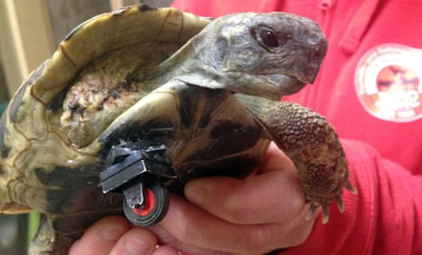Tortoise's Leg Replaced With A Wheel