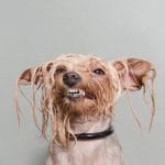 Photos Show Dogs During Bathtime