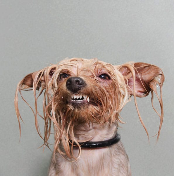 Photos Show Dogs During Bathtime