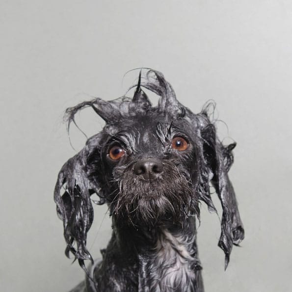 wet-dog-bathtime-9