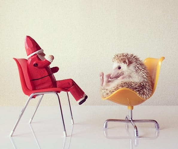 Why Aren't You Following Darcy the Flying Hedgehog on Instagram Yet?