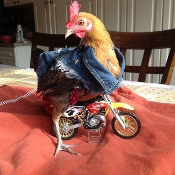 chicken-jacket-motorcycle