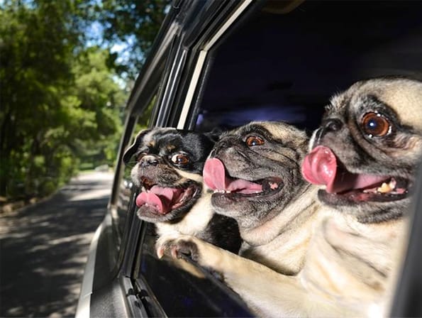 Dogs Leaning Out of Car Windows