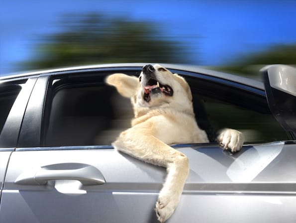 dogs-car-window-2