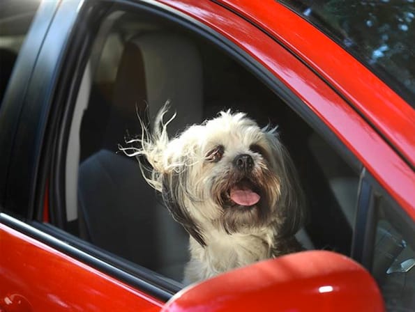 dogs-car-window-3