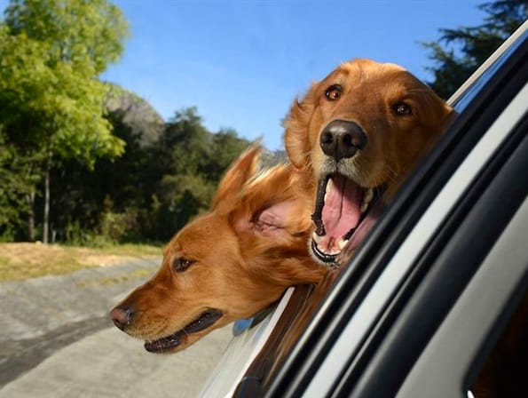 dogs-car-window-4
