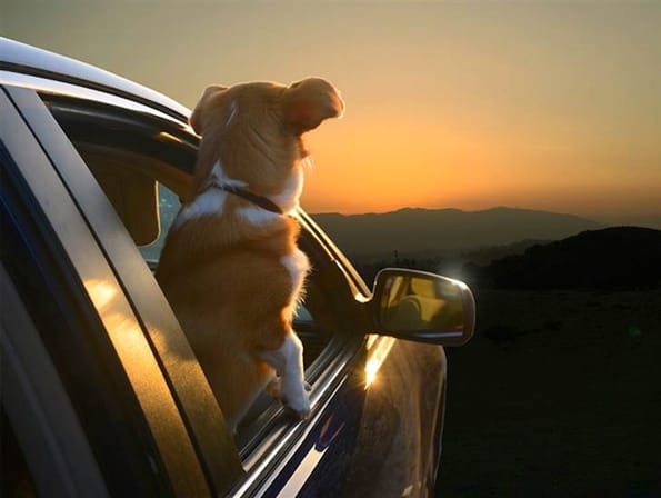 dogs-car-window-6