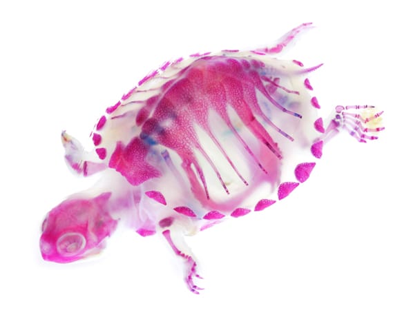 dyed-marine-life-skeletons-4