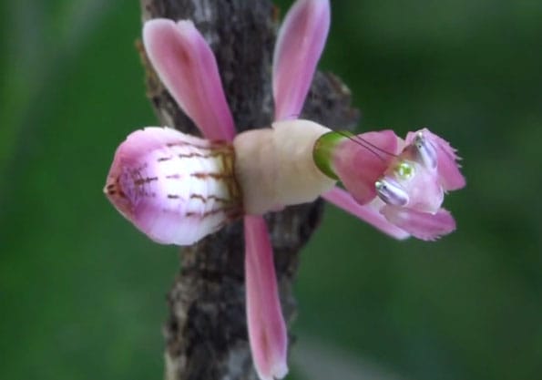 orchid-mantis-1