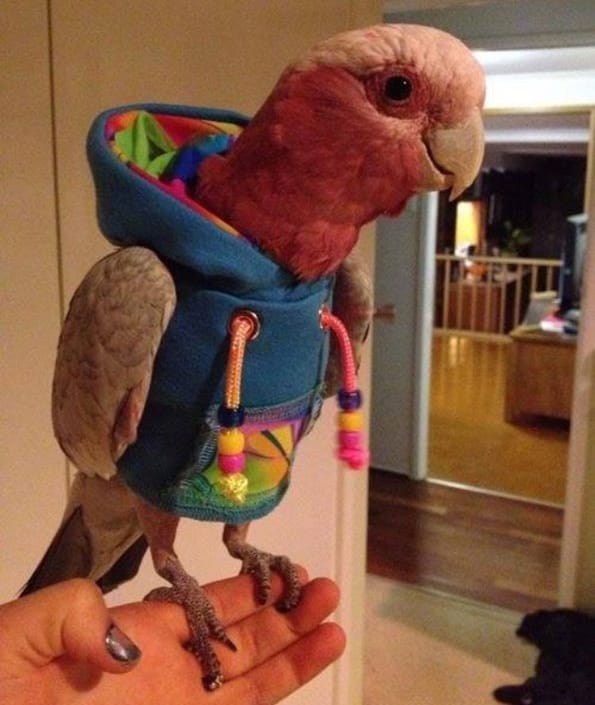A Parrot In A Hoodie
