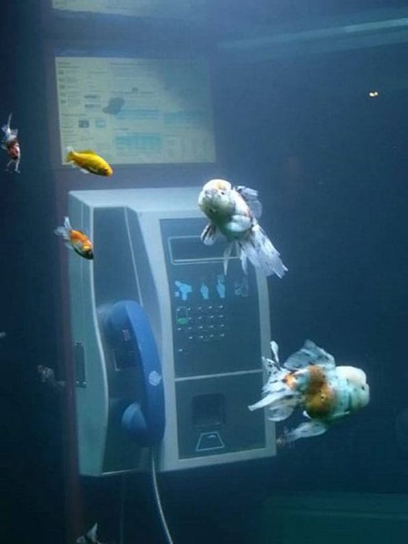 phone-booth-fish-tank-aquarium-4
