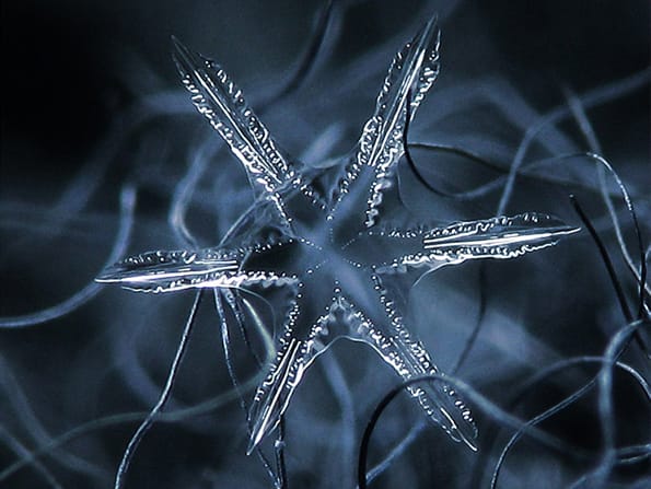 snowflakes-closeup-7
