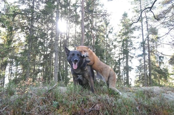 Real Life Fox & the Hound