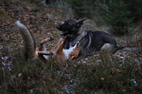 tinni-sniffer-real-life-fox-and-hound-12
