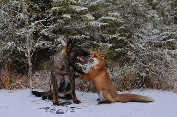 tinni-sniffer-real-life-fox-and-hound-13