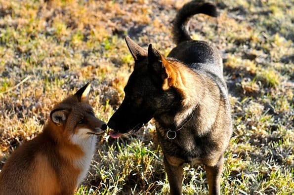tinni-sniffer-real-life-fox-and-hound-3