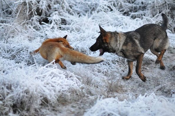 tinni-sniffer-real-life-fox-and-hound-7
